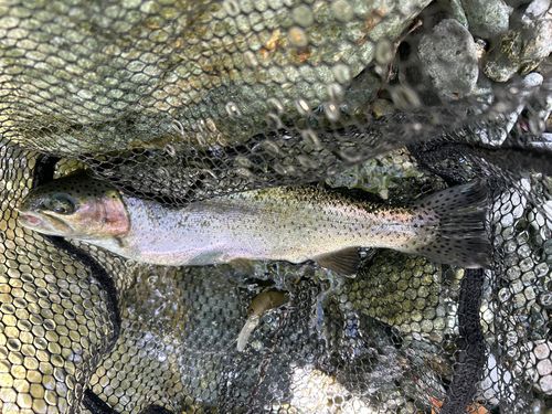 レインボートラウトの釣果