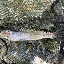 レインボートラウト