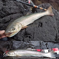 アメマスの釣果