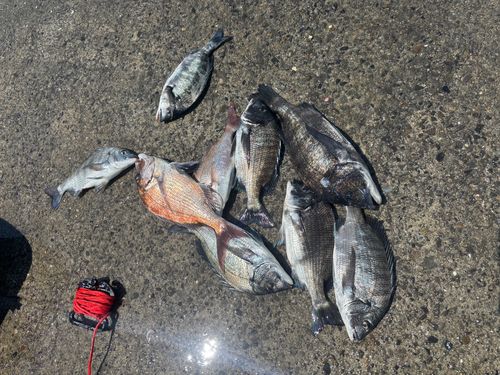 チヌの釣果
