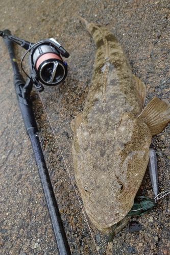マゴチの釣果