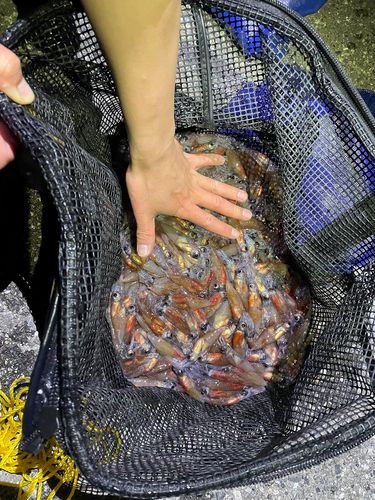 ホタルイカの釣果