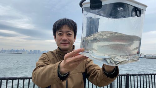 カタクチイワシの釣果