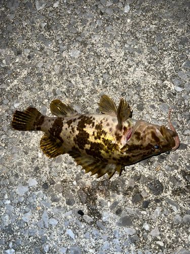 タケノコメバルの釣果