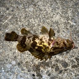 タケノコメバル