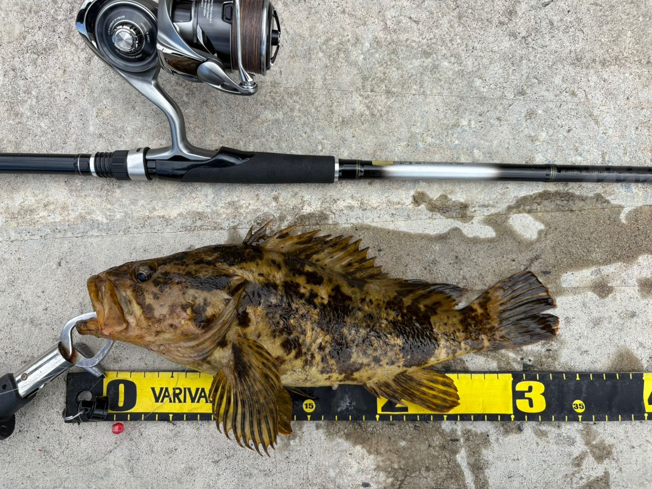 タケノコメバル