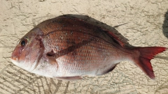 マダイの釣果