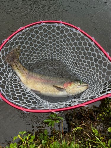 ニジマスの釣果