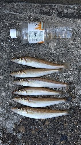 キスの釣果