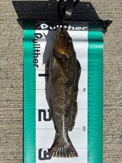 アイナメの釣果