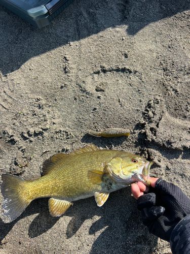 スモールマウスバスの釣果