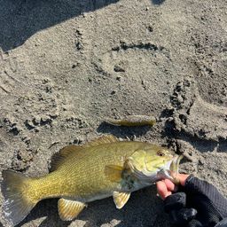 スモールマウスバス