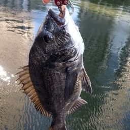 クロダイ