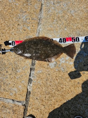 ヒラメの釣果
