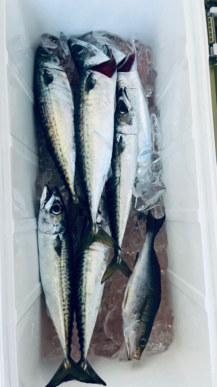 生涯釣り人ビギナーさんの釣果 2枚目の画像