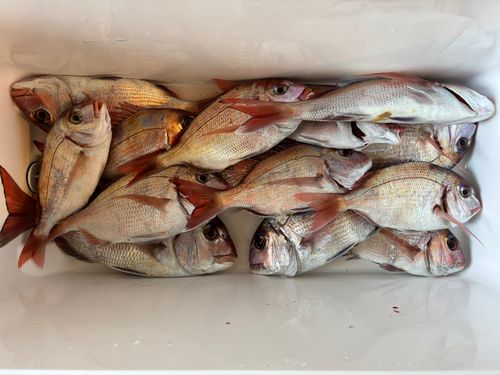 マダイの釣果