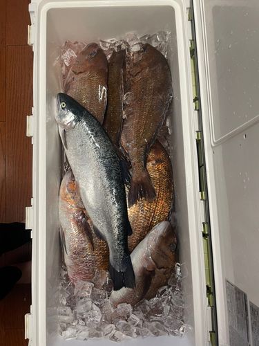 マダイの釣果