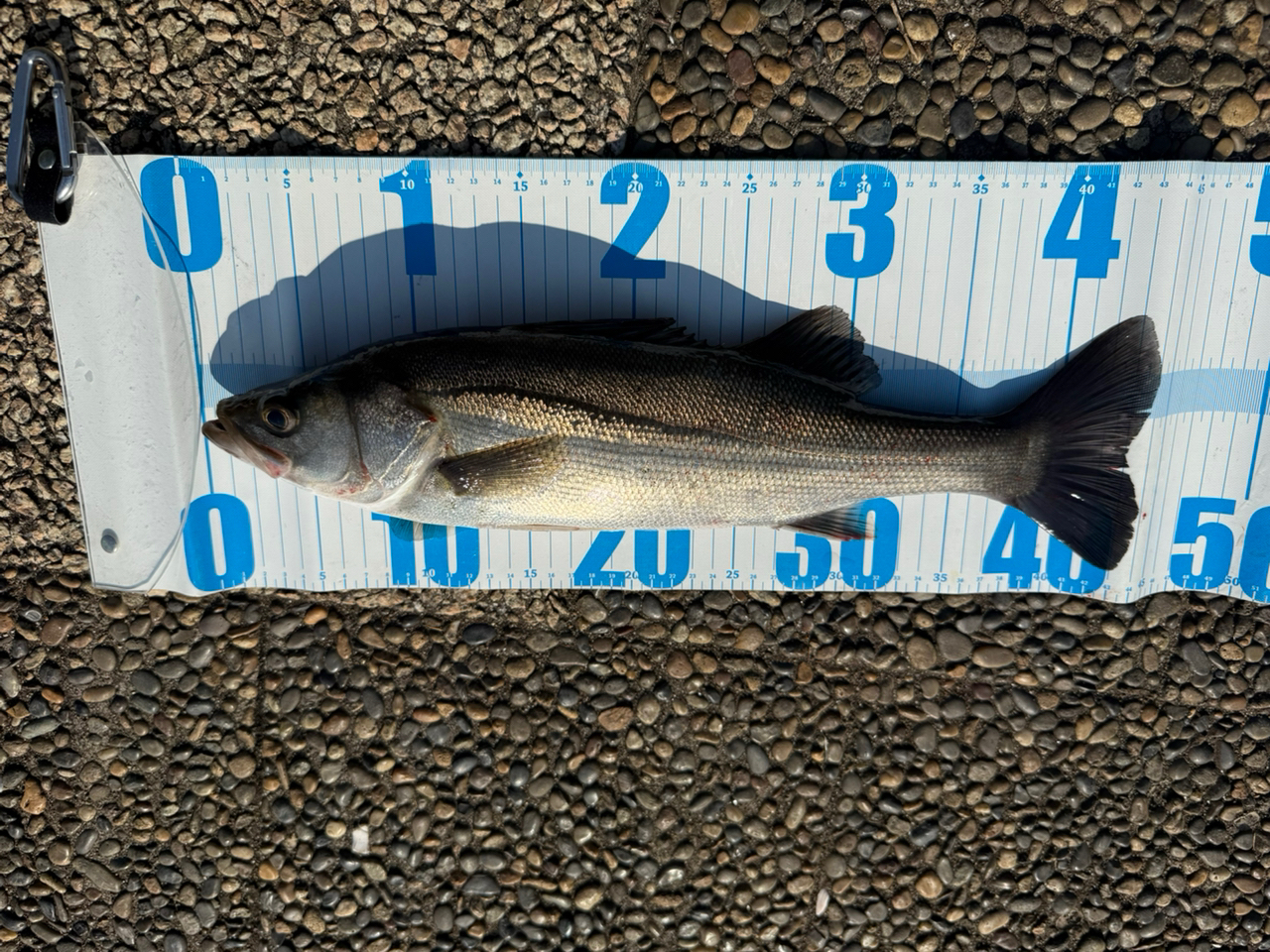 DAIWA 23エアリティ LT3000-Hの最安値・インプレ・釣果 | 本音の DAIWA 23エアリティ LT3000-Hの最安値・インプレ・釣果 | 本音の