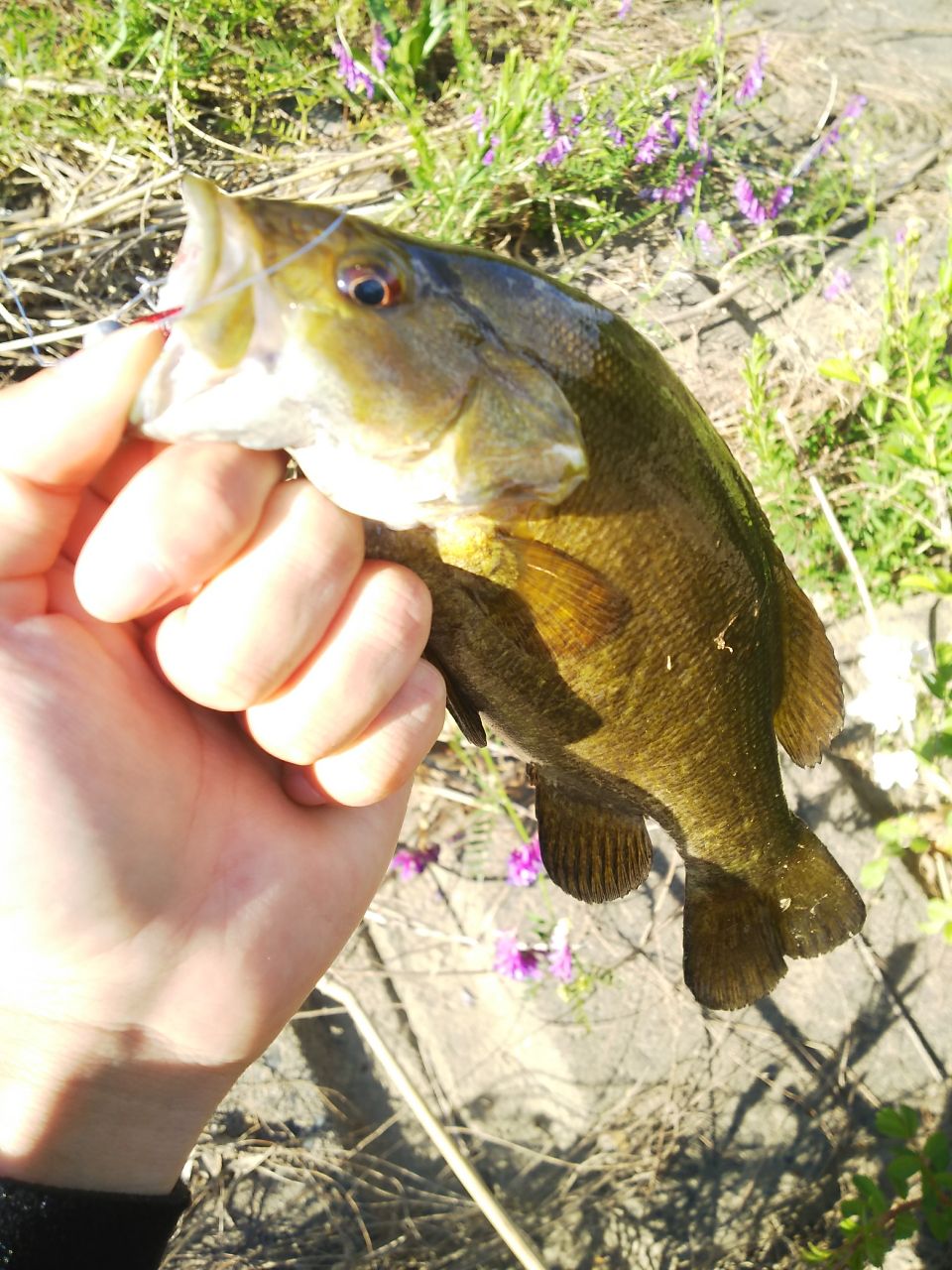 スモールマウスバス