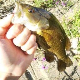 スモールマウスバス