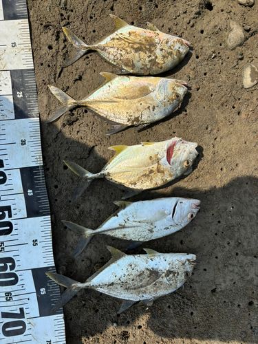 メッキの釣果