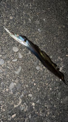 タチウオの釣果