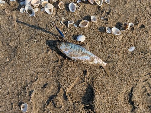 コノシロの釣果