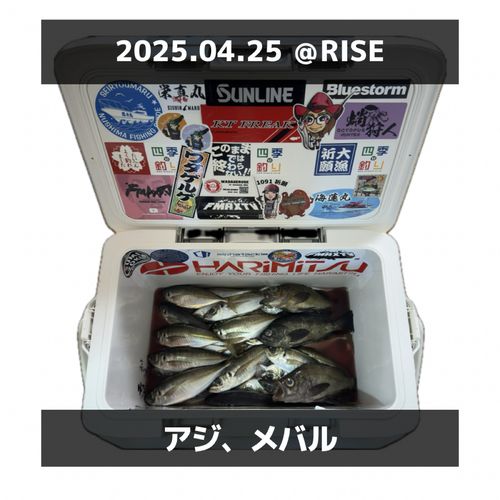 アジの釣果