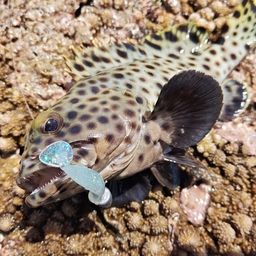 キビレハタ
