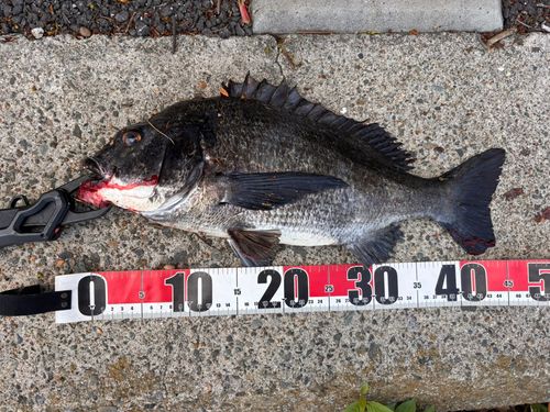 クロダイの釣果