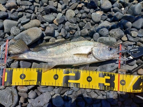 ニベの釣果