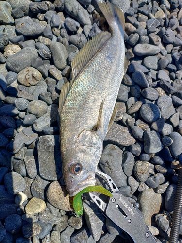 ニベの釣果