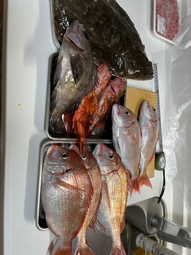 マコガレイの釣果