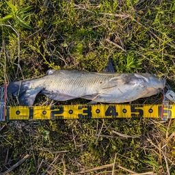 アメリカナマズ