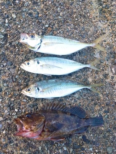 マアジの釣果
