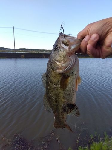 ラージマウスバスの釣果