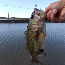 ラージマウスバス