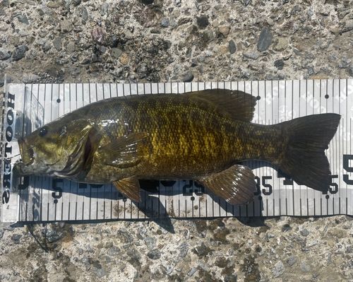 スモールマウスバスの釣果