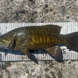 スモールマウスバス