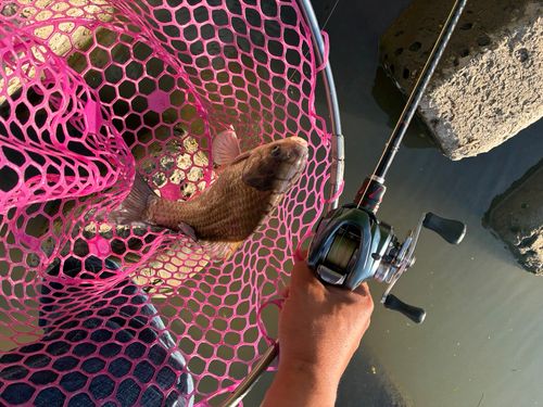 ヘラブナの釣果