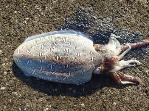 モンゴウイカの釣果