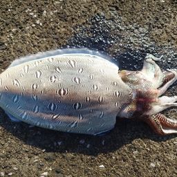 モンゴウイカ