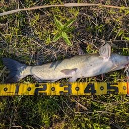 アメリカナマズ