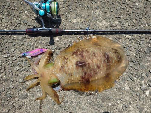 アオリイカの釣果