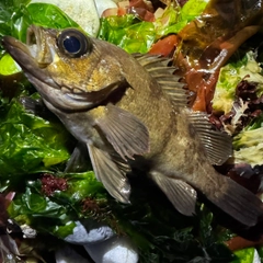 メバルの釣果