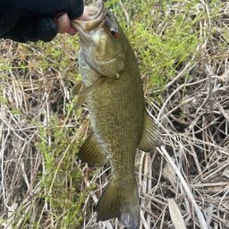 スモールマウスバス