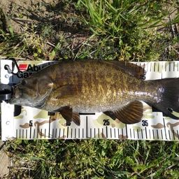 スモールマウスバス