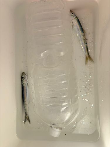 イワシの釣果