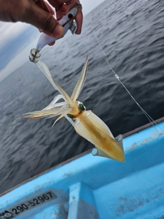 ヤリイカの釣果