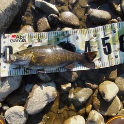 スモールマウスバス